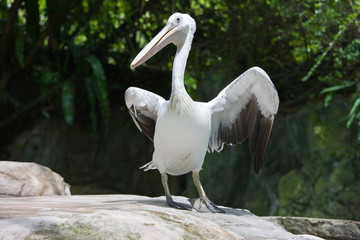 Pelicans in the Zoo
