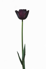 Dark purple tulip on the white background