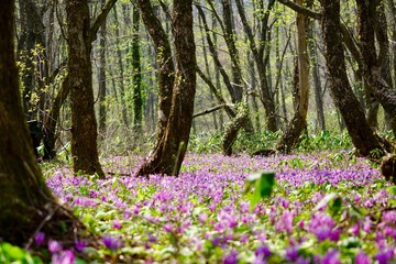 森の花