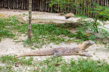 Komodo's Dragon at the Zoo