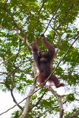 Naklejka premium Orangutans in the zoo