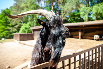 A male goat looks over a fence