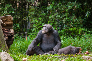 Chimpanzee at the Zoo