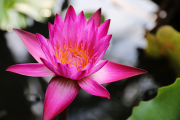 pink Lotus flower plants