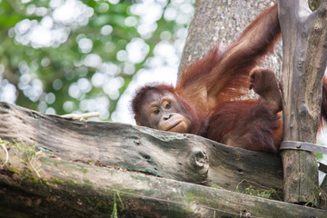 Orangutans in the zoo