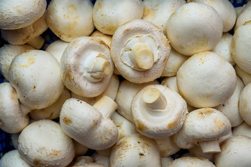 Fresh raw white champignons background