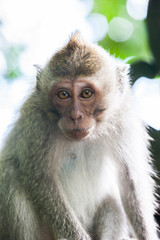 Monkeys on the island of Bali