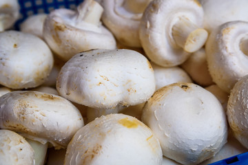 Fresh raw white champignons in blue tray