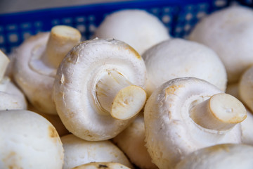 Fresh raw white champignons in blue tray