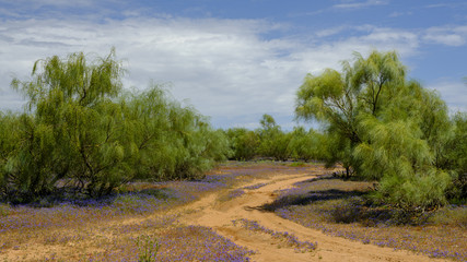 View of native scrub woods Spanish bluebells ground cover flower, near Castile de Dona Blanca, El Puerto de Sante Maria, Andalucia, Spain