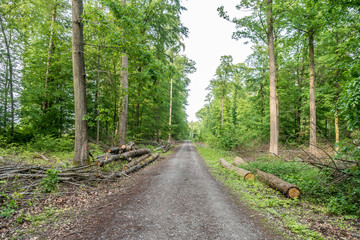 Markierte Baumstämme im Wald