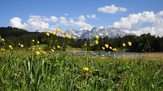 Trollblumen am Seeufer mit blick zum Karwendelgebirge