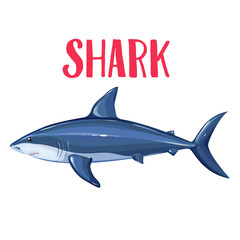Vector shark.