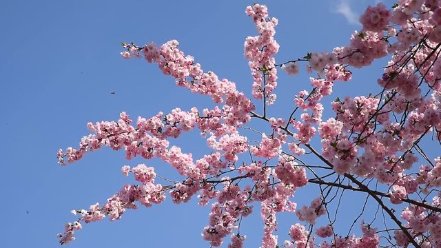 bl&uuml;hende Kirschzweige vor blauem Himmel