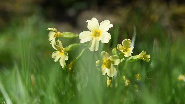 gelbe Schl&uuml;sselblume Nahaufnahme