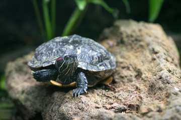 Midland Painted Turtle Chrysemys picta marginata Basking on a Log