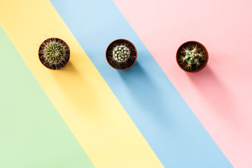 Flat lay concept with three green cactuses on striped diagonal multicolored background.