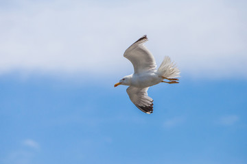 Fototapeta na wymiar Black Sea flying Seagull.