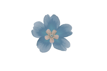 Isolated flower of blue primrose on white background