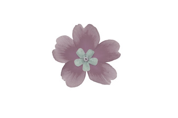 Isolated flower of lilac primrose on white background