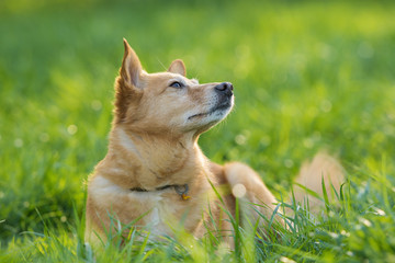 Mixed breed dog lying in a summer meadow