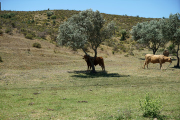 Naklejka na ściany i meble Young bull in Portugal in the pasture under olive trees 