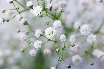 closeup of white gypsophila flower background