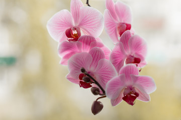pink Orchid. blooming Orchid. background blooming Orchid