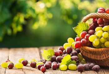 Grapes in a Basket on a Wooden Background. Harvesting