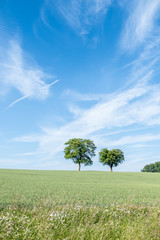 Fototapeta na wymiar Bäume im Feld