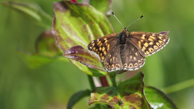 The Duke of Burgundy butterfly ( Hamearis lucina ) resting 