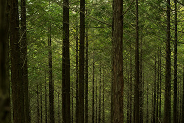 Fototapeta premium forest