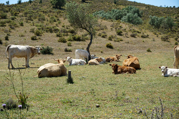 Cattle herd in Portugal in the pasture under olive trees 
