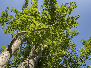 Fototapeta premium Gingko