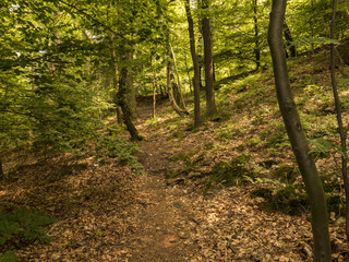 Obraz premium Wald