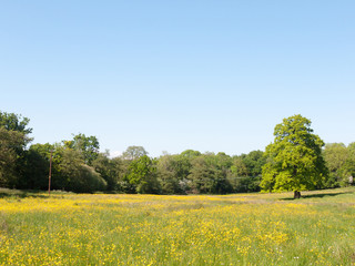 open spring field day lush sky blue green grass background yellow flowers trees