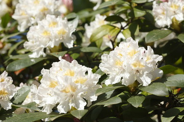 weisse Rhododendronblüten