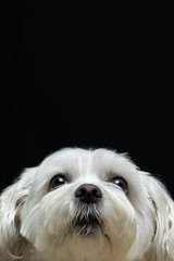 White dog looking up on black background