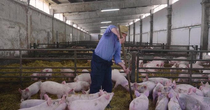Tipi di file: Tutto (641) Vai a pagina |Prec1234567Avanti A farmer carefully raises his pigs in a biological way, eating only natural things and letting them live in wide green spaces.