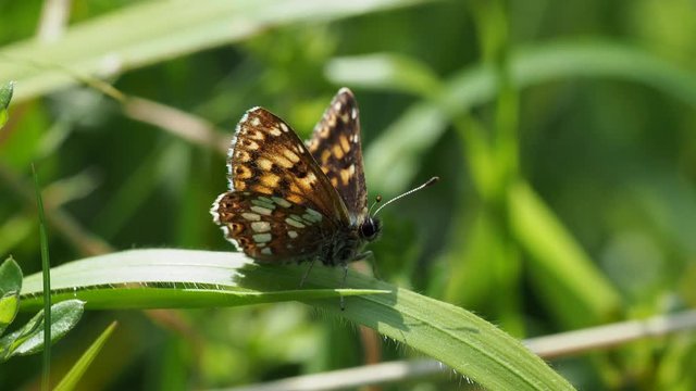The Duke of Burgundy butterfly ( Hamearis lucina ) resting 