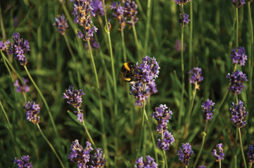 Obraz premium Close-up of bush with colored flowers and bees in a sunny day at Weesp. Quiet and pleasant village full of canals and green near Amsterdam. Northern Netherlands.