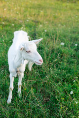 homemade white goat grazes in a green field