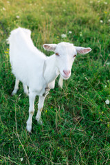 homemade white goat grazes in a green field