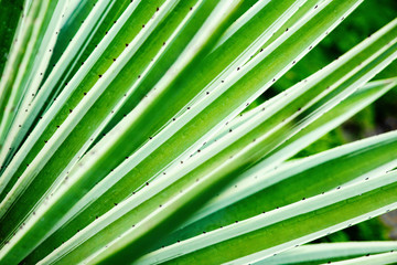 Cactus aloe vera closeup. Natural natural background. The concept of natural geometry