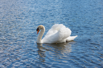White swan by day in the blue water of the lake