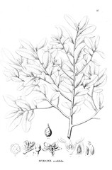 Fototapeta premium Illustration of plant