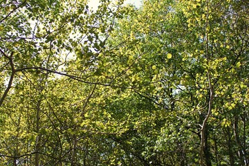 Green trees with leaves found in the forest, background