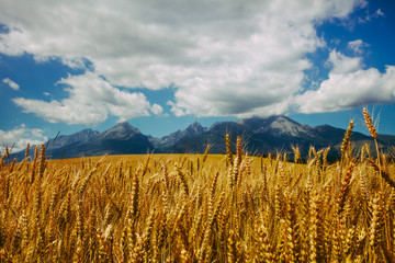 Golden field of ripe wheat on the background of infinite cloudy blue sky and the mighty Tatras Mountains in Slovakia. Charming rustic landscape. Beauty of the virgin nature. Travel background. © Goinyk