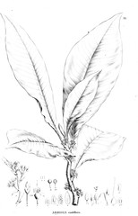 Obraz premium Illustration of plant