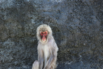 Naklejka premium 日本猿